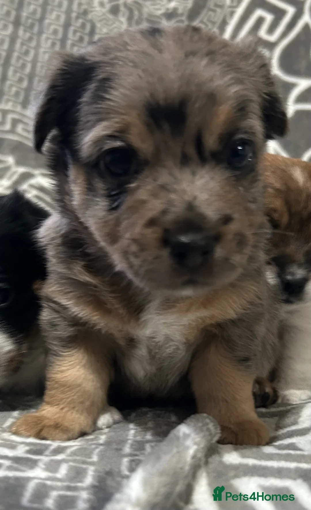 Jack Russell dogs for sale: Beautiful Jack Russell Terrier puppies available  - Advert 18