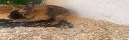 Mixed Breed rabbits for sale: Mix rabbits please read listing  - Advert 8