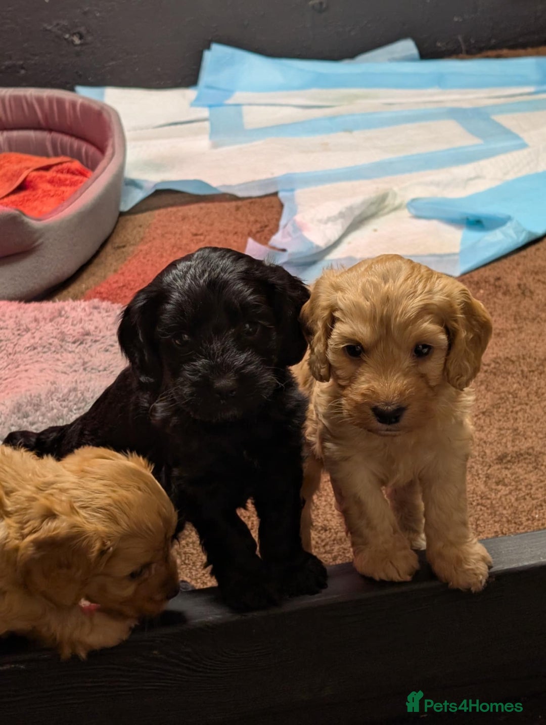 Cockapoo dogs for sale: F1 Miniature Phantom Cockapoos  READY NOW  in Chulmleigh - Image 14