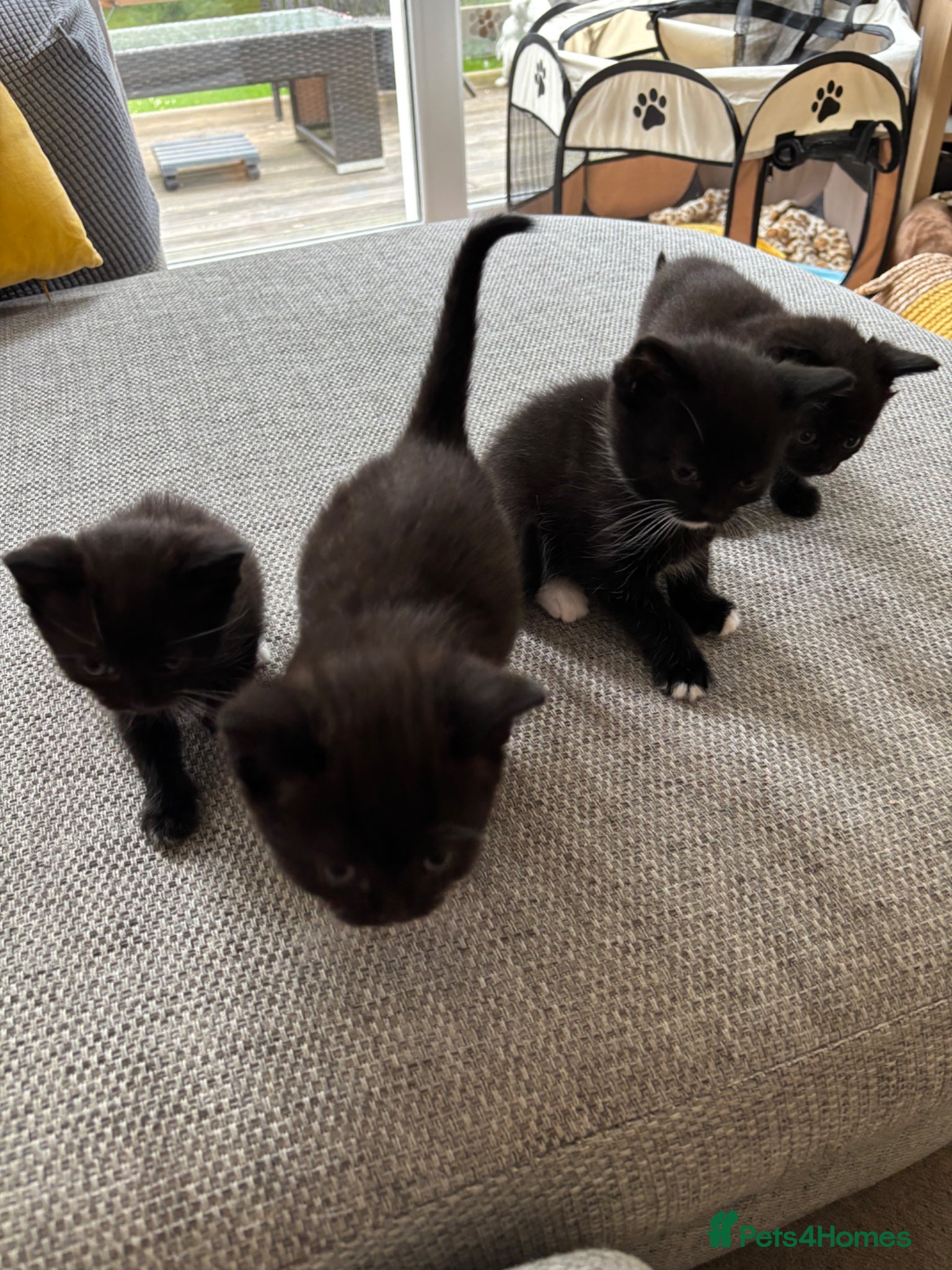 British Shorthair cats for sale: Adorable kittens for sale in Saltash - Advert 6