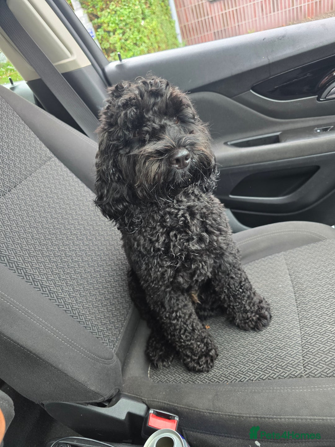 Mixed Breed dogs for stud: F2 Male Cockapoo for Stud.   - Advert 4