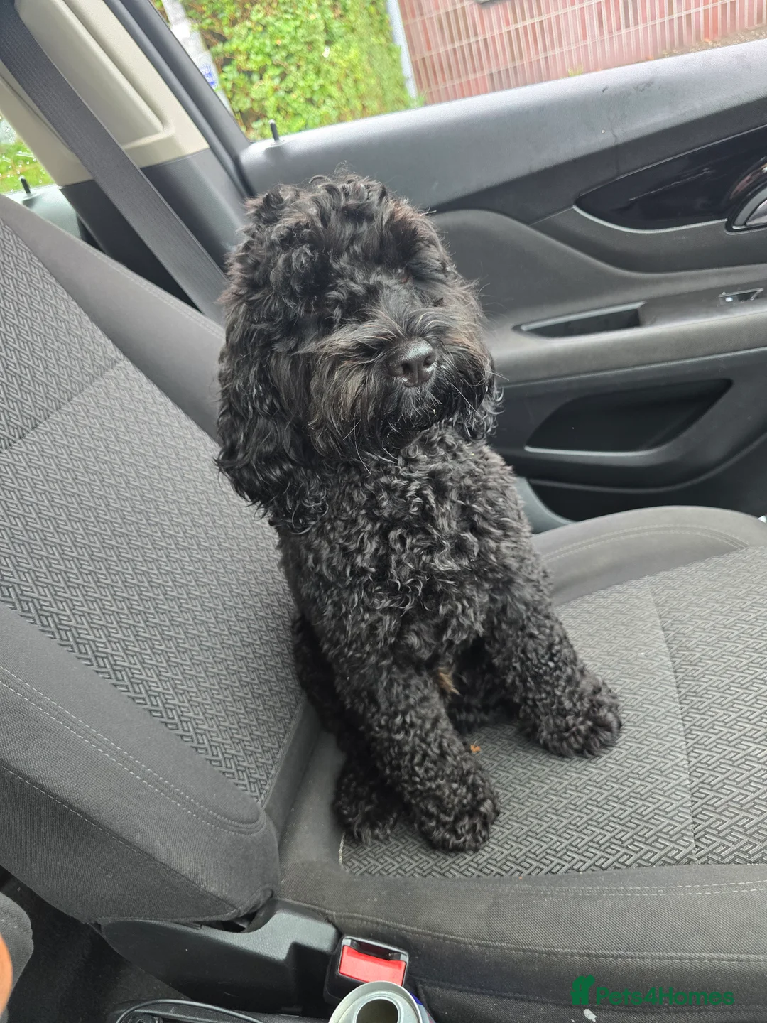 Mixed Breed dogs for stud: F2 Male Cockapoo for Stud.   - Advert 4