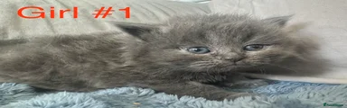 Girl #1