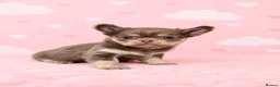 Chihuahua dogs for sale: Exceptional Pups Available to a Loving Forever 🏡  - Advert 19