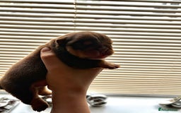 English Bulldog dogs for sale: Merle & choc tri English Bulldogs - Image 8