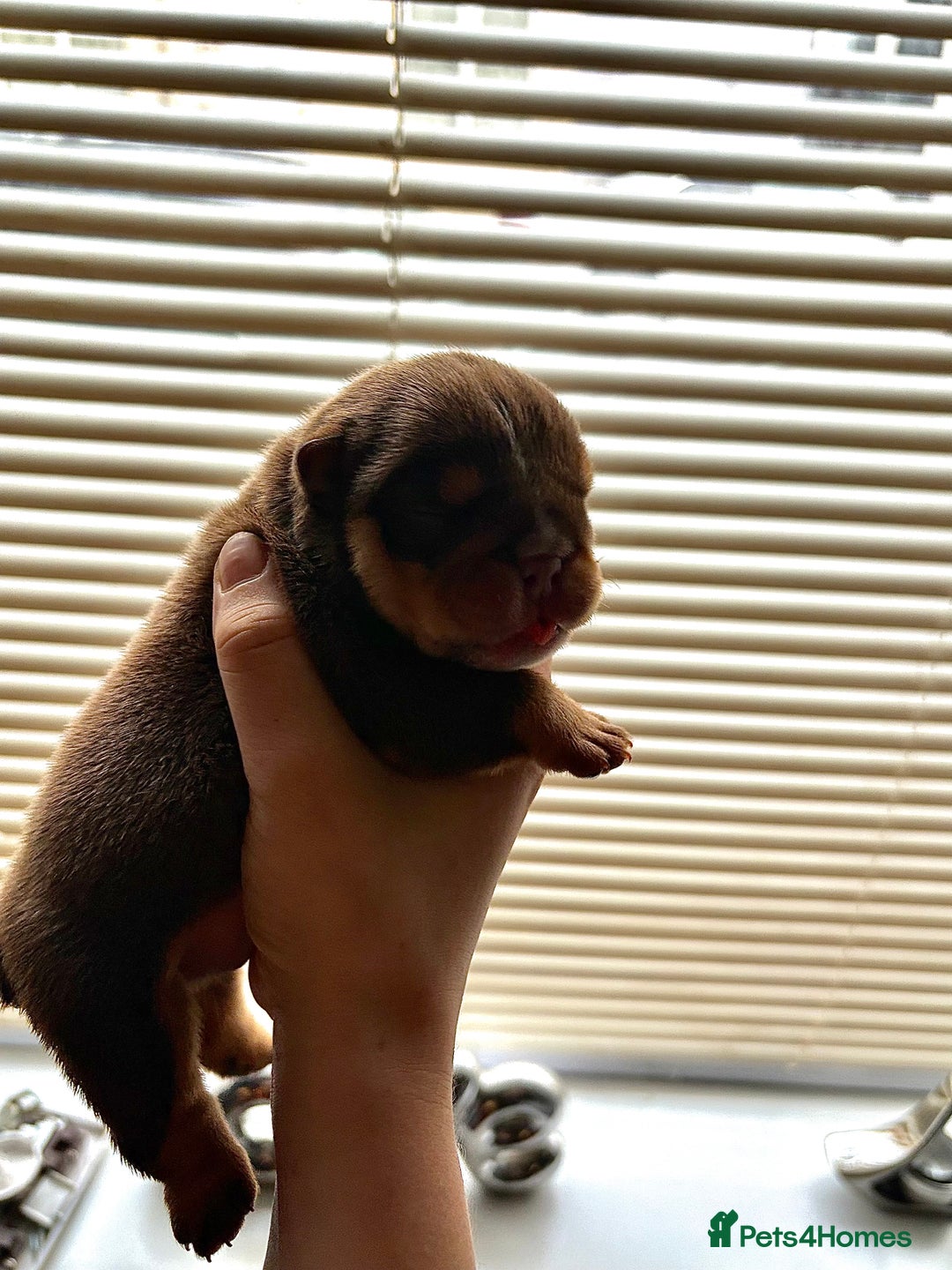 English Bulldog dogs for sale: Merle & choc tri English Bulldogs - Image 8