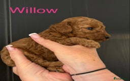 Miniature Poodle dogs for sale: Stunning minature poodle puppies  - Image 7