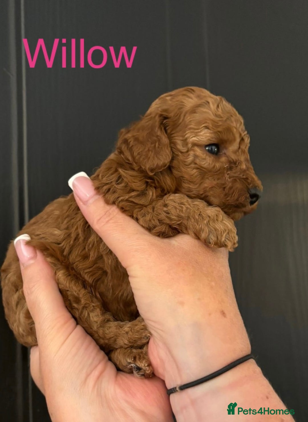 Miniature Poodle dogs for sale: Stunning minature poodle puppies  - Image 7