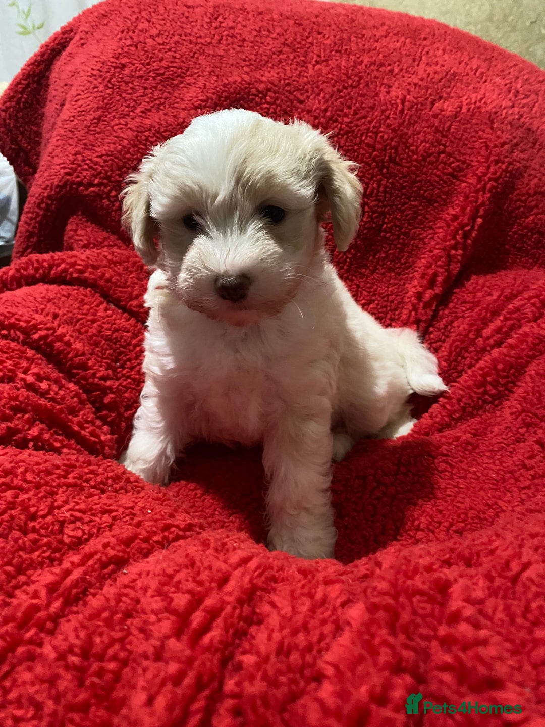 Chinese Crested dogs for sale: TRULY TRULY SCRUMPTIOUS apricot powder puff GIRL   - Advert 24