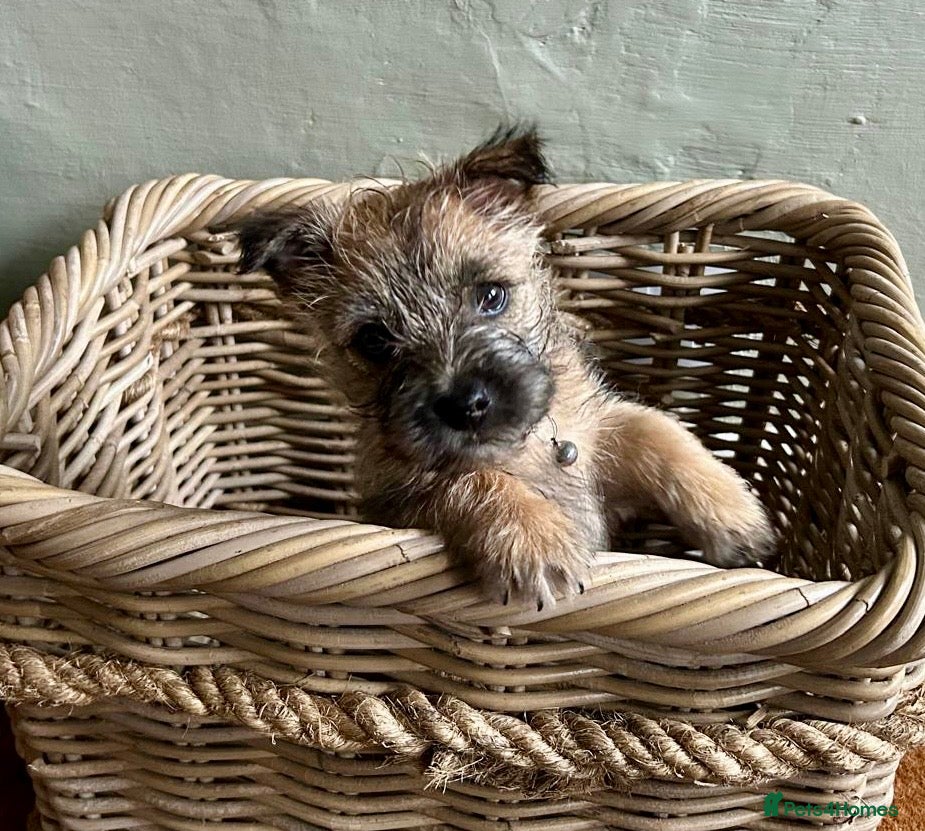 Cairn Terrier dogs Beautiful Pedigree Cairn Terrier pups - Advert 4
