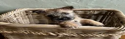 Cairn Terrier dogs for sale: Beautiful Pedigree Cairn Terrier pups - Advert 1