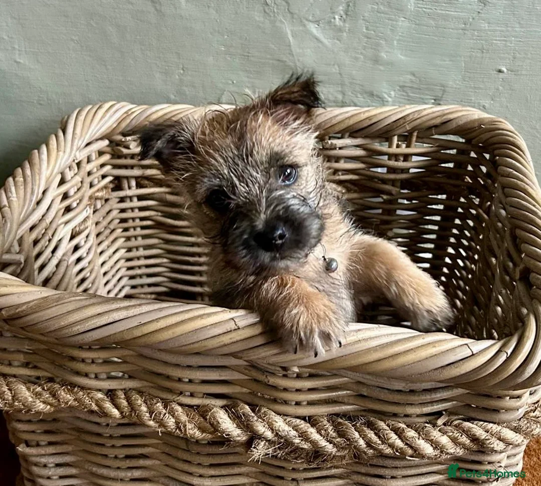 Cairn Terrier dogs for sale: Beautiful Pedigree Cairn Terrier pups - Advert 1