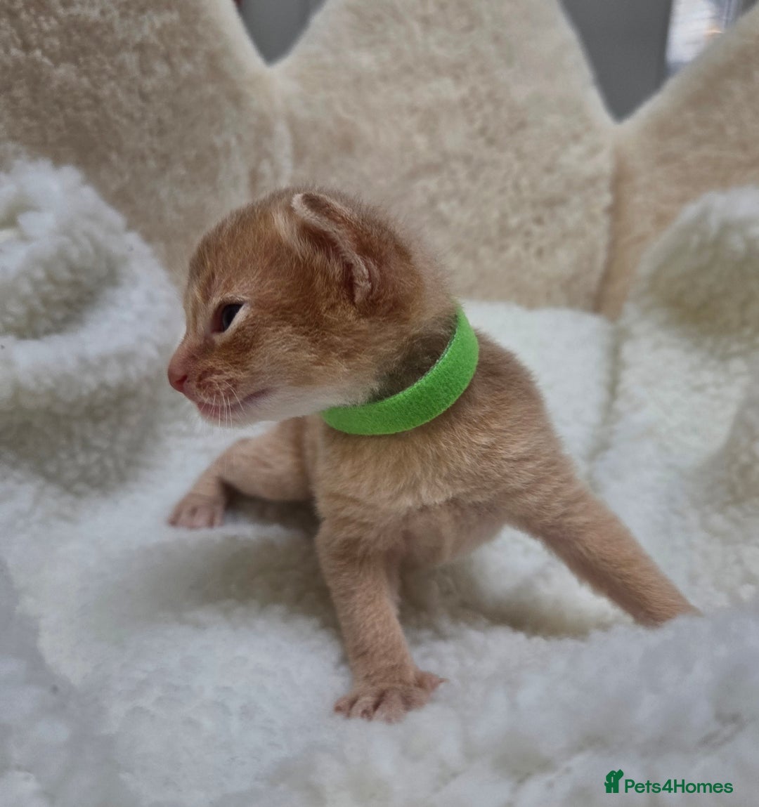 Abyssinian cats for sale: Gorgeous Tica  Abyssinian Kittens  - Advert 10