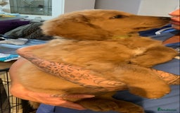 Double Doodle dogs for sale: Beautiful rare litter of Double Doodles - Image 8