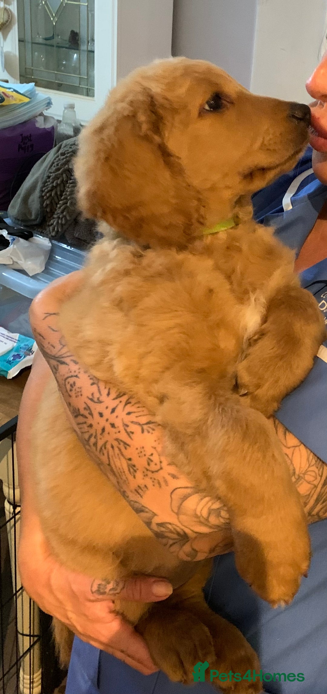Double Doodle dogs for sale: Beautiful rare litter of Double Doodles - Image 8