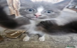 Mixed Breed cats for sale: 4 kittens looking for forever homes - Image 9