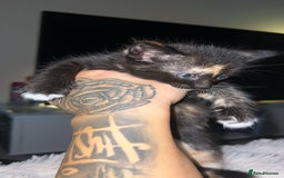 Domestic Shorthair cats for sale: 2 Cute Black Kittens  - Image 4