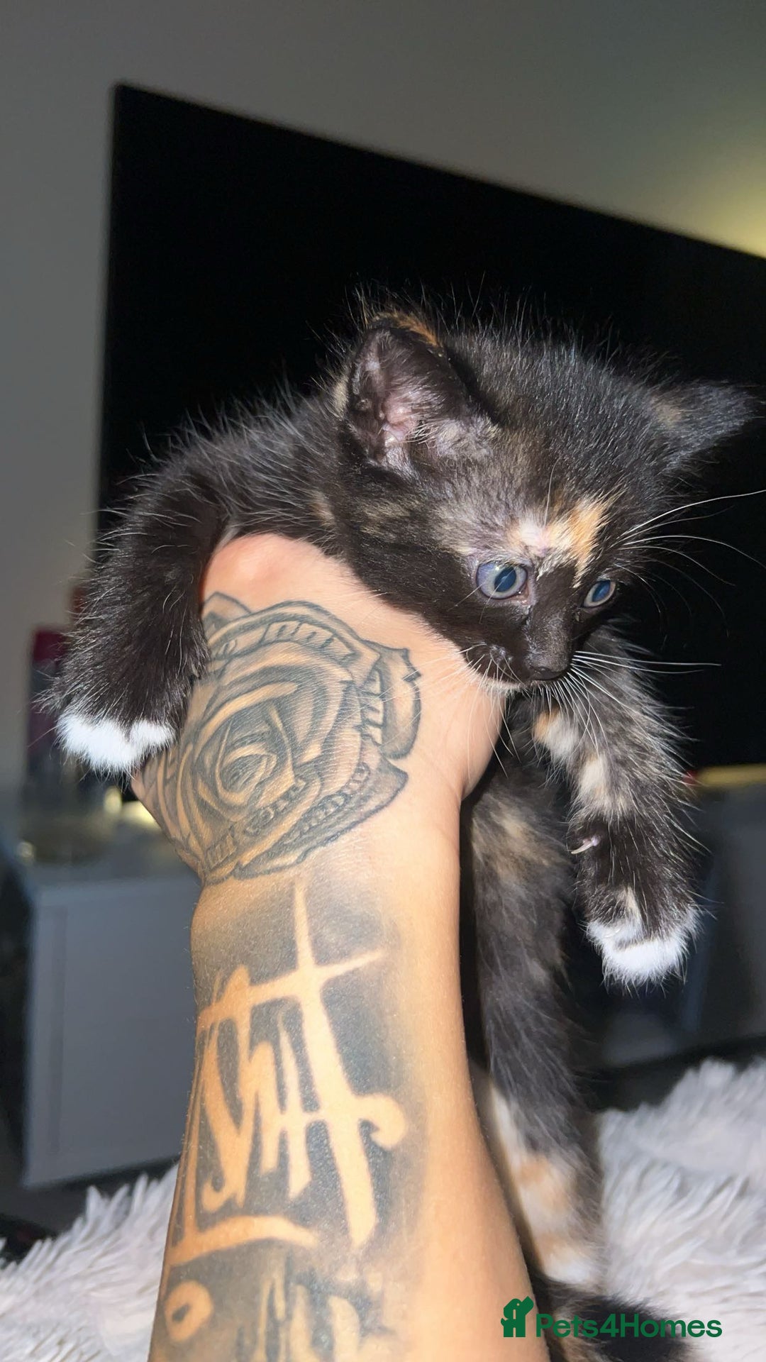 Domestic Shorthair cats for sale: 2 Cute Black Kittens  - Image 4