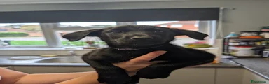 Mixed Breed 3