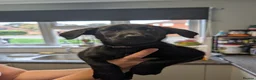 Mixed Breed dogs for sale: Puppies in Felixstowe - Advert 6