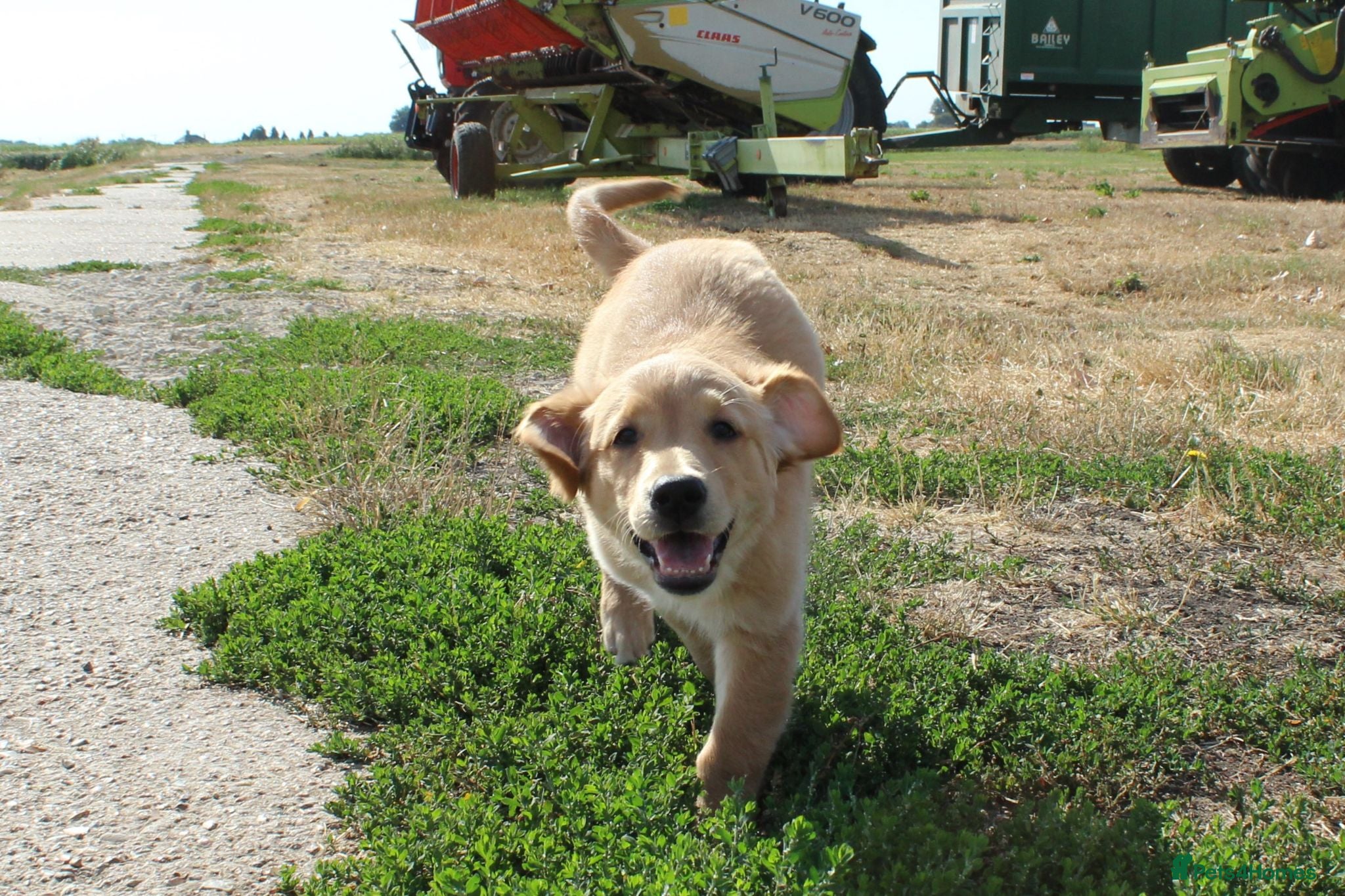 Golden Retriever dogs Beautiful female puppy now reduced. - Advert 2