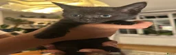 Mixed Breed cats for sale: 6 Beautiful Kittens Available  - Advert 18
