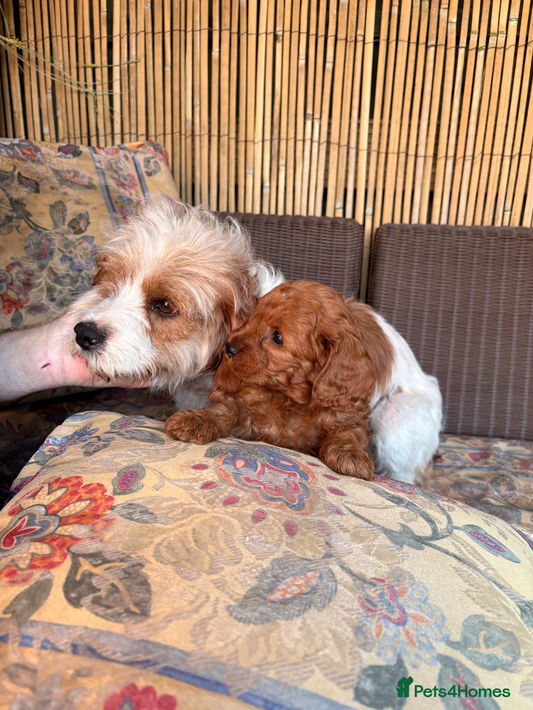Cavapoo dogs for sale: Cavapoos for sale - Advert 2