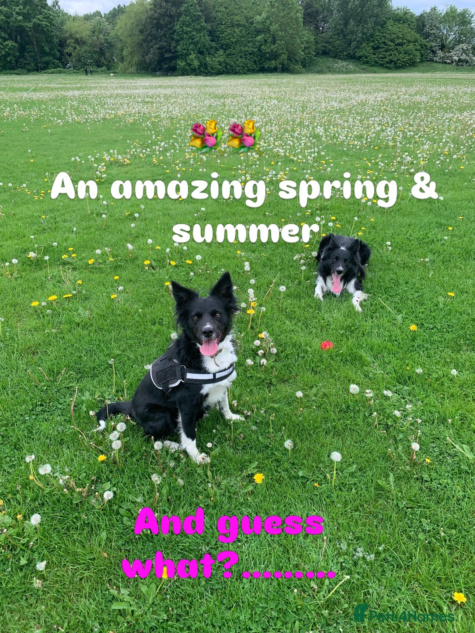 Border Collie dogs Pure border collie pups - Advert 1