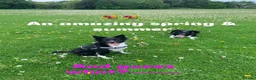 Border Collie dogs for sale: Pure border collie pups - Advert 1