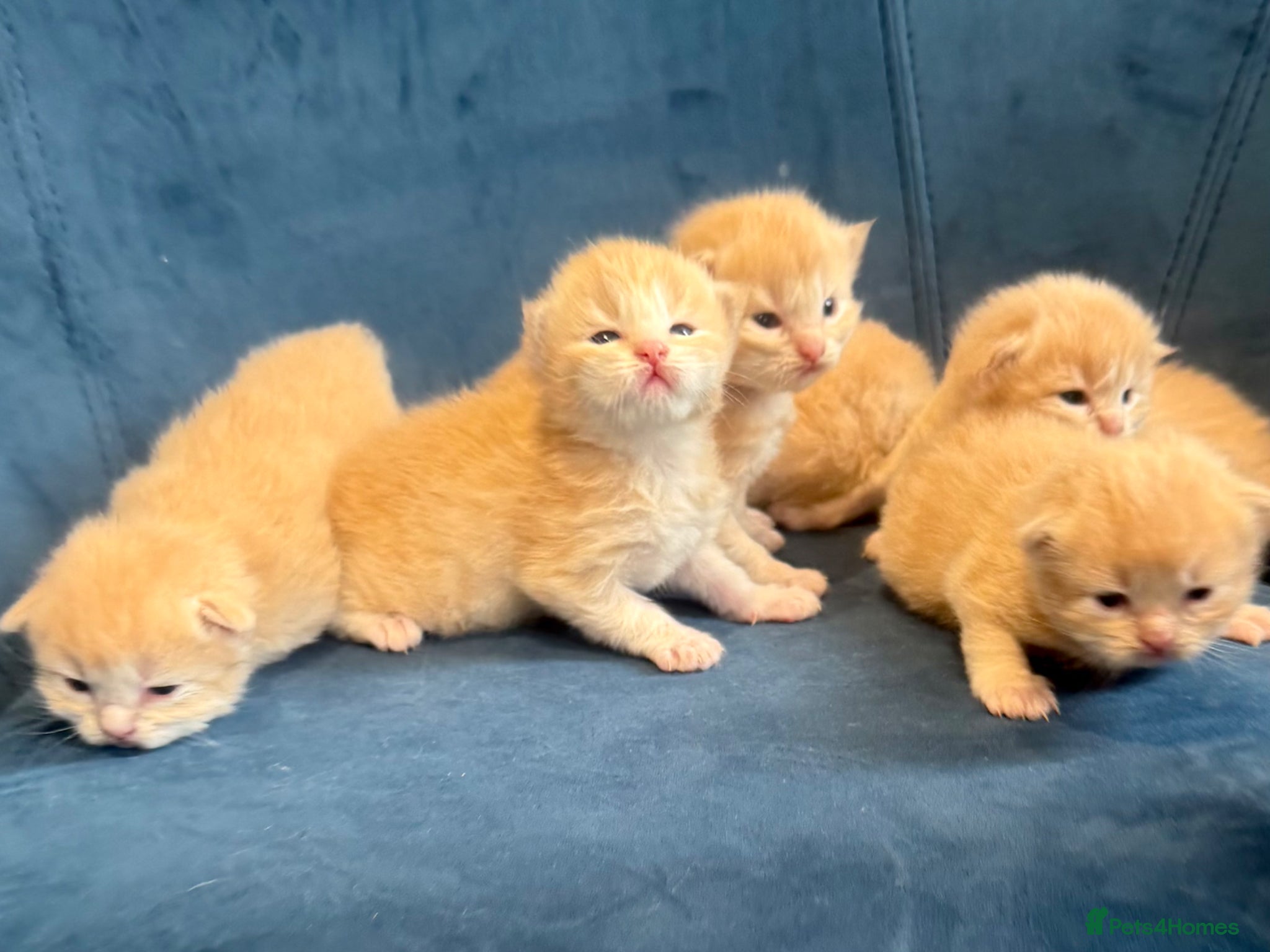 Ragcoon cats Rare Ragacoon Ragdoll x Maine Coon  - Advert 1