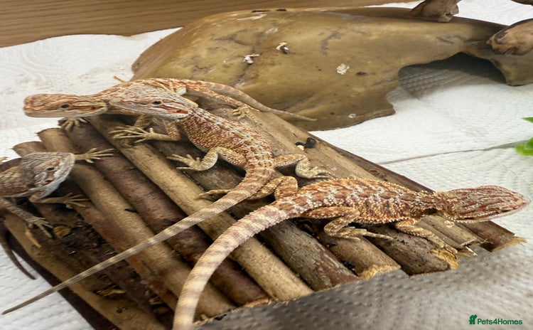 Bearded Dragon reptiles - Advert 1