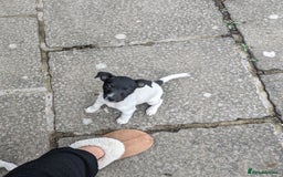 Jack Russell dogs for sale: Jack Russell's Now FULLY vaccinated  - Image 11