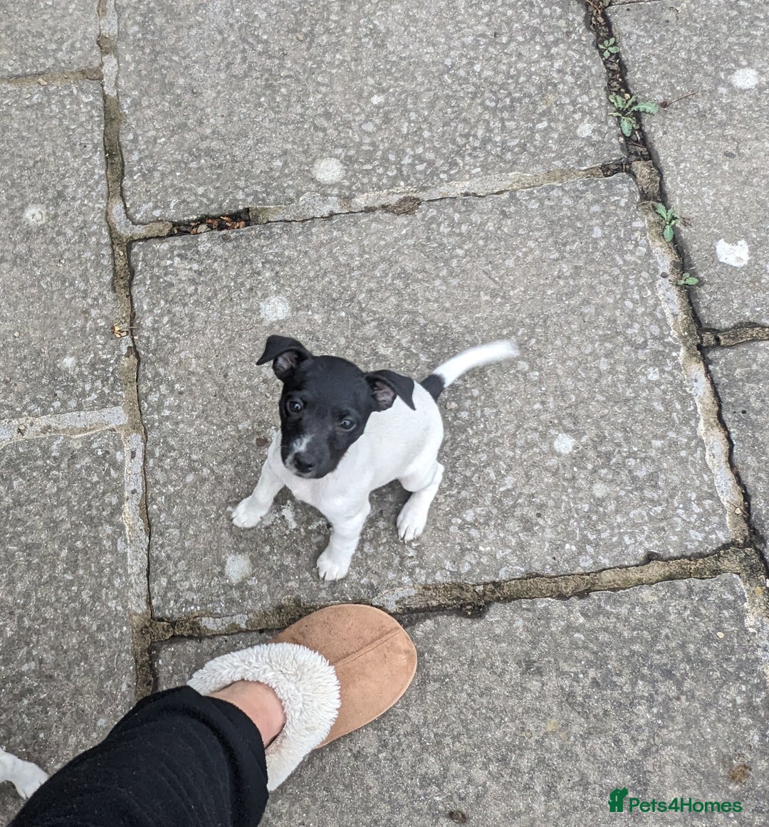 Jack Russell dogs for sale: Jack Russell's Now FULLY vaccinated  - Image 11
