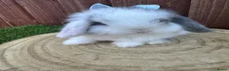 Mini Lop rabbits for sale: 🥰😍Stunning purebred mini lops ready to reserve  - Advert 22