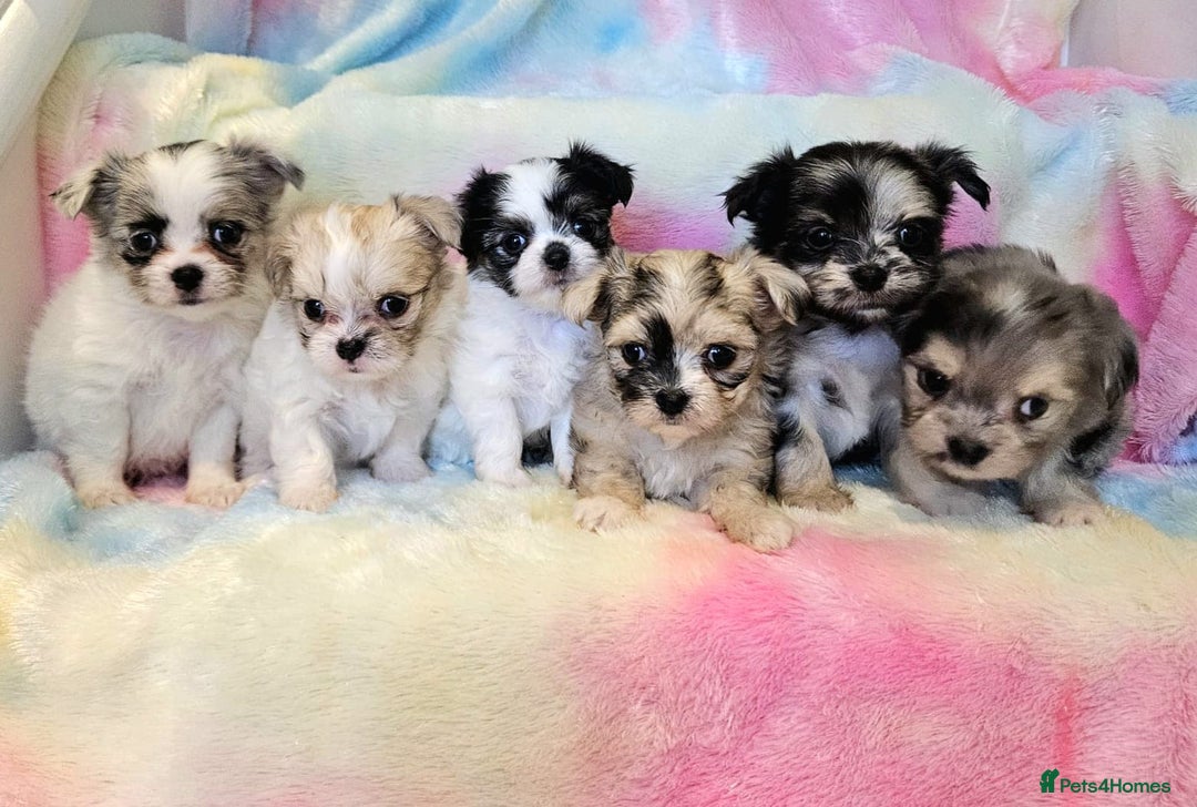 Chihuahua dogs for sale: Fluffy gorgeous chihuahua x Korean maltese  - Image 7