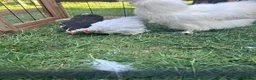 Chickens poultry for sale: Pekin Bantam Cockerels in Calne - Advert 7