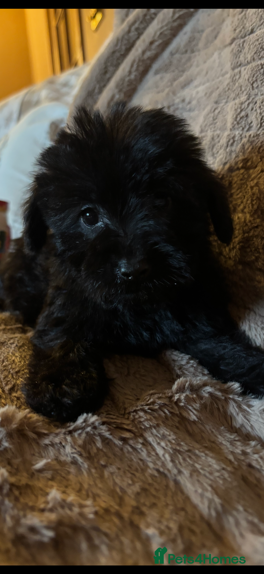 Schnoodle dogs for sale: Truly gorgeous F1 Schnoodle Puppies  - Advert 9