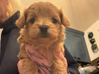 Maltipoo dogs Teddy Bear maltipoo puppies - Advert 4