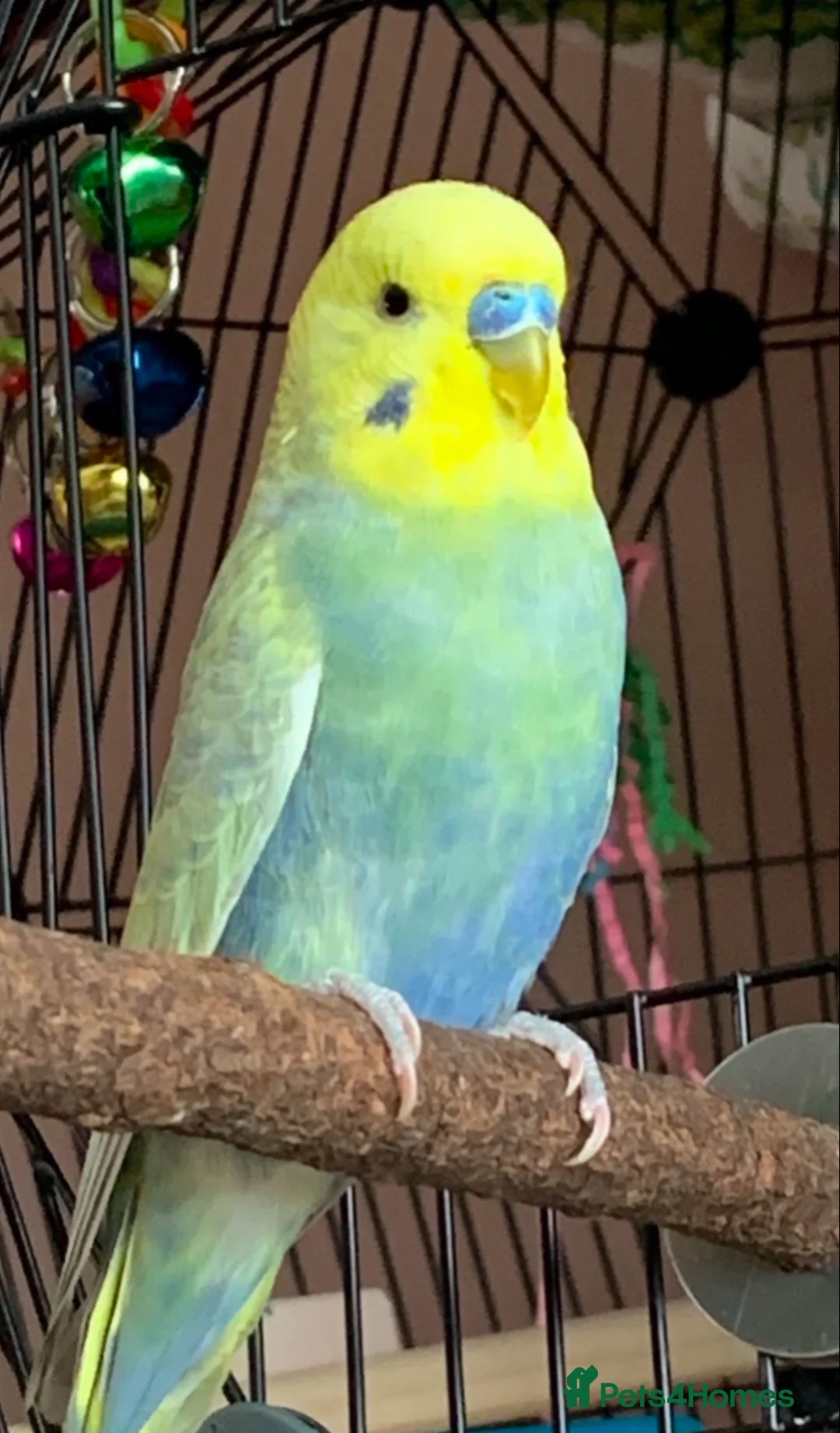 Budgerigars birds for sale: 3 friendly, bonded Budgies! in Aylesbury - Advert 3