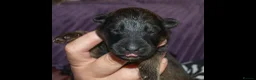 German Shepherd dogs for sale: KC, parents health Tested German shepherd Puppies  - Advert 17