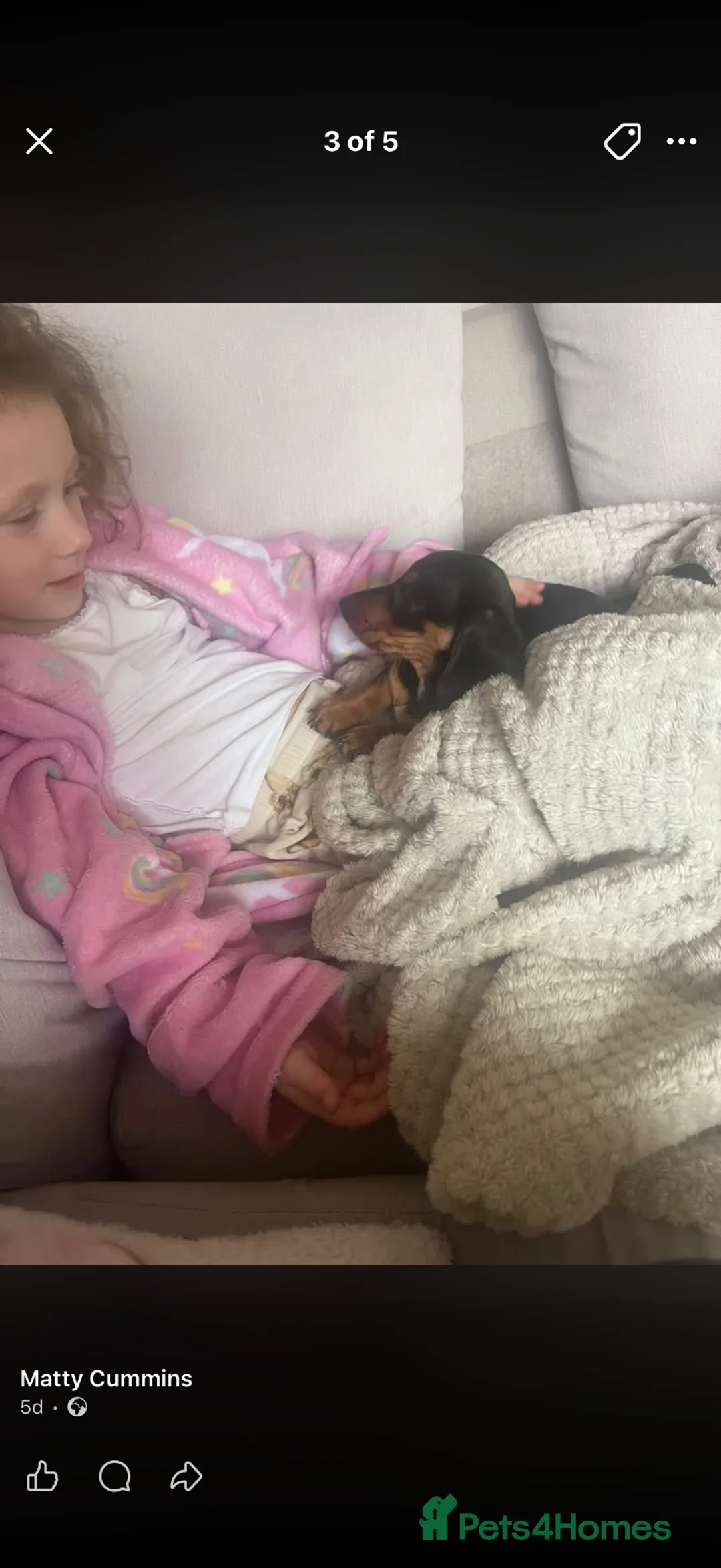 Miniature Dachshund dogs for sale: KC registered miniature smooth hair dachshund  in Carnforth - Advert 2