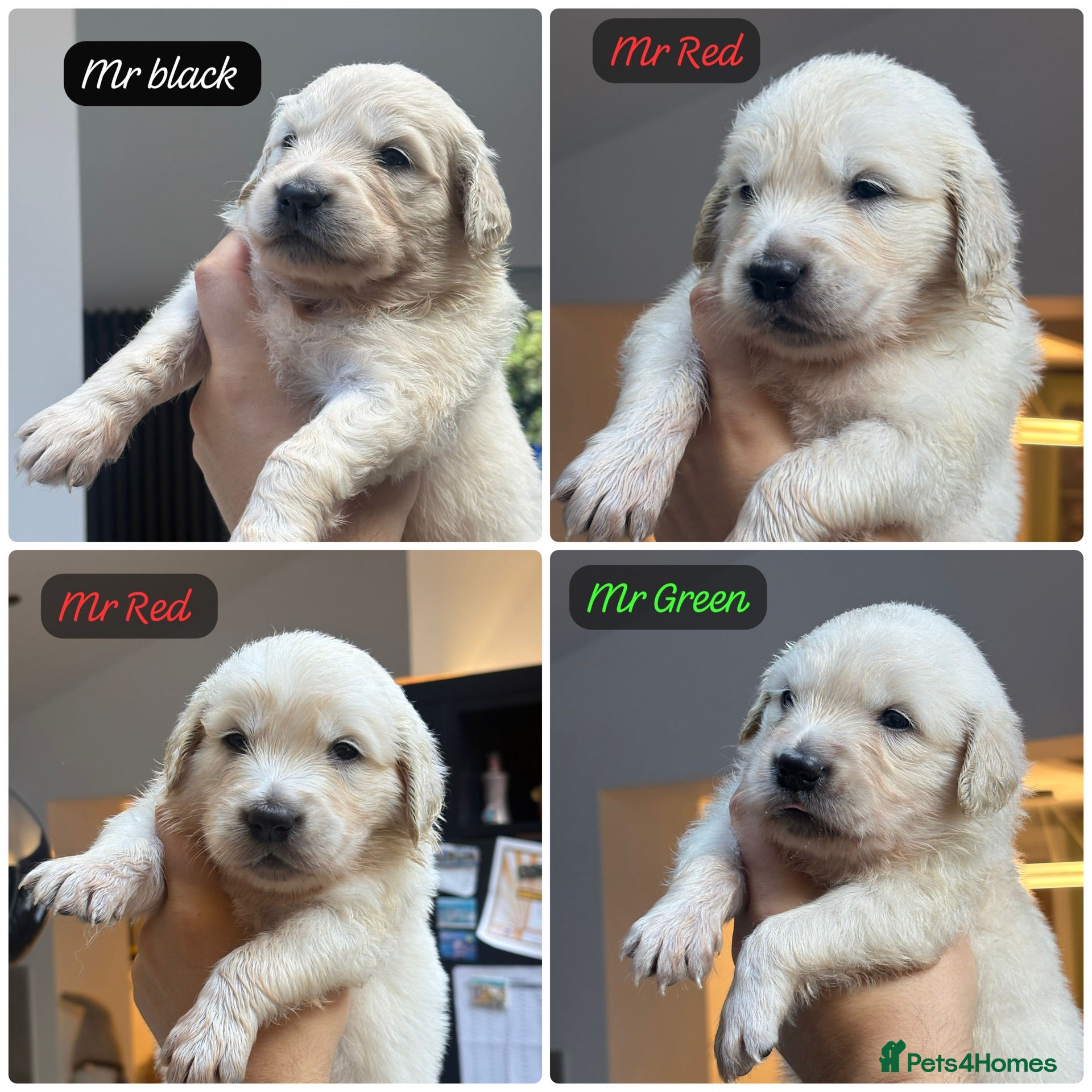 Golden Retriever dogs Behaviourist raised KC Reg Golden Retriever Pups - Advert 1