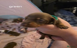 Dachshund dogs for sale: 🐾 Adorable Dachshund Puppies 🐾  - Image 5