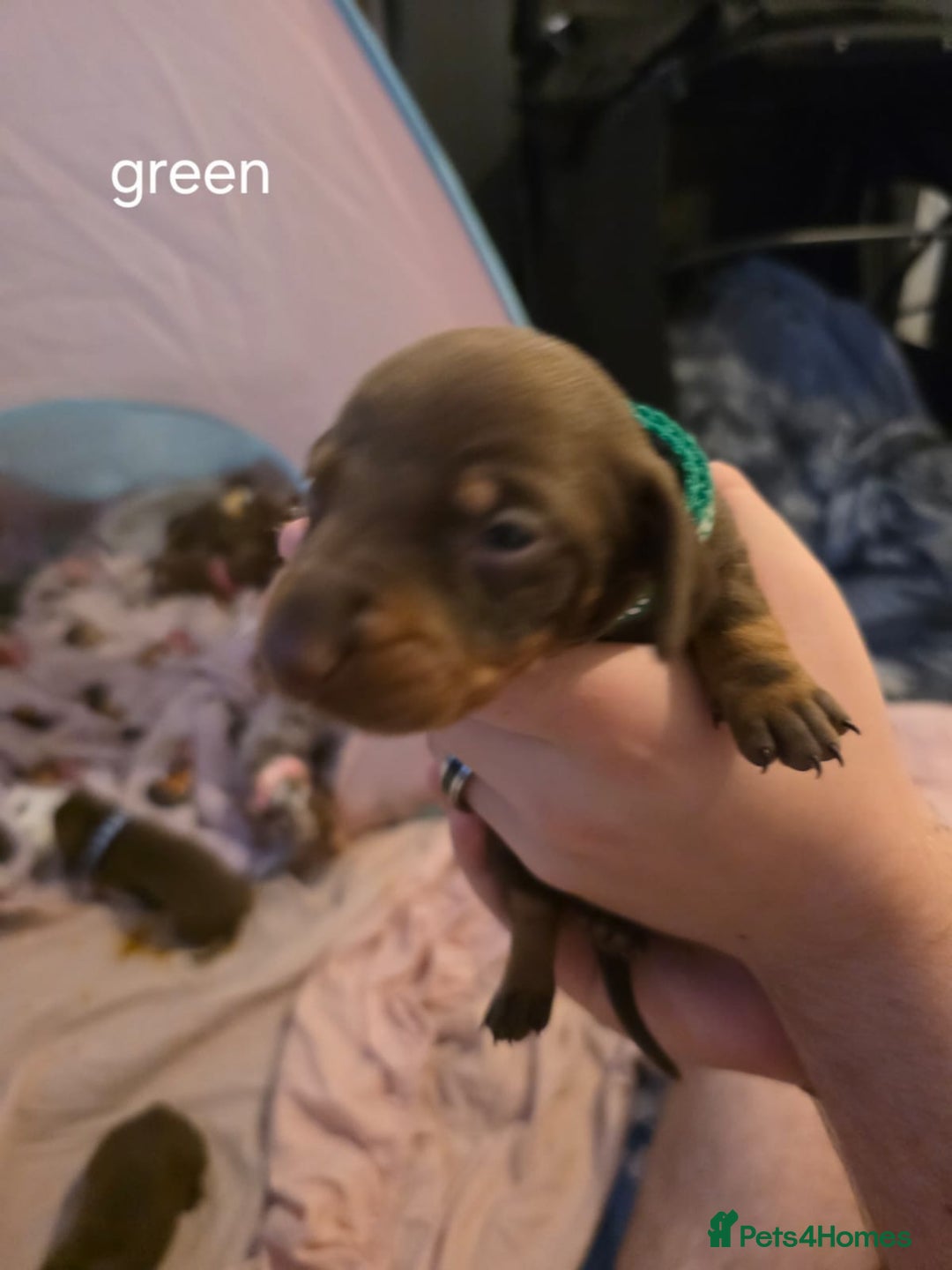 Dachshund dogs for sale: 🐾 Adorable Dachshund Puppies 🐾  - Image 5