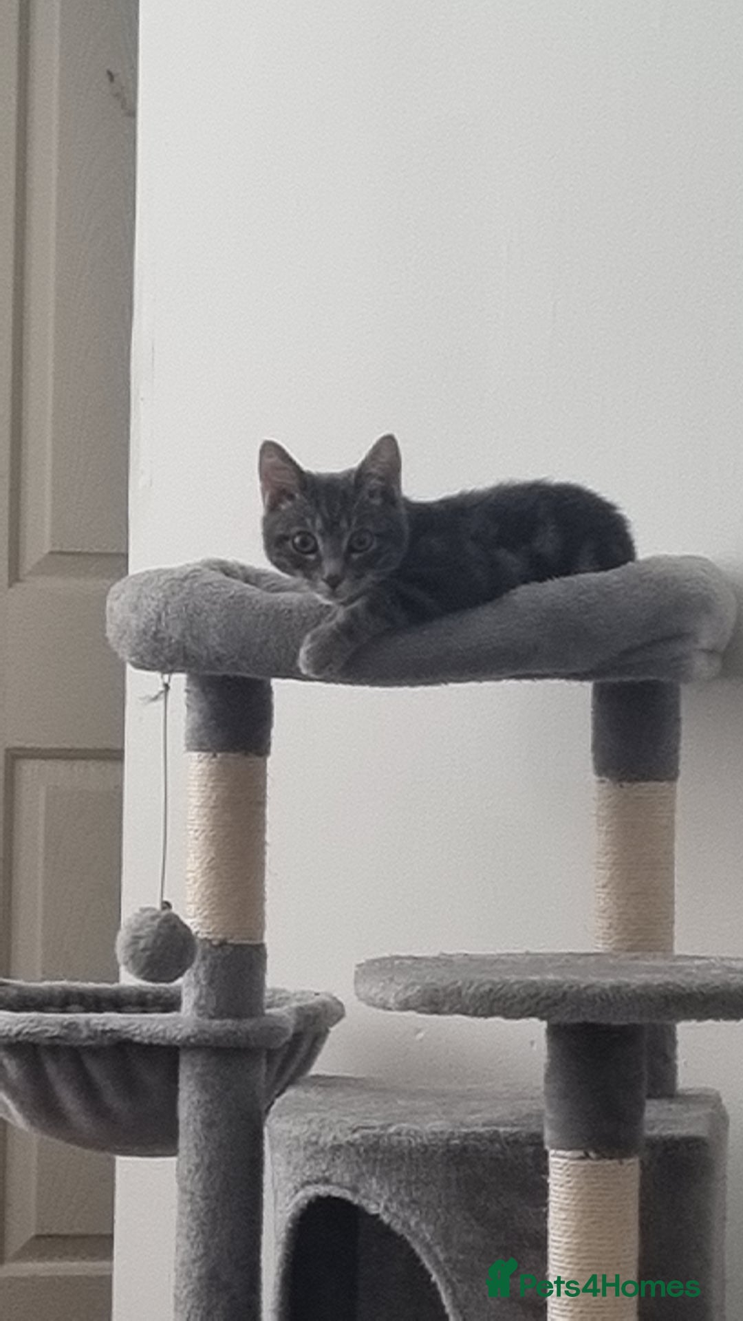 Mixed Breed cats for sale: 10 month old male cat - Advert 5