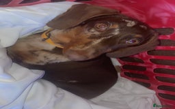 Dachshund dogs for sale: Dapple Boy Dachshund 🐶🐶 - Image 1