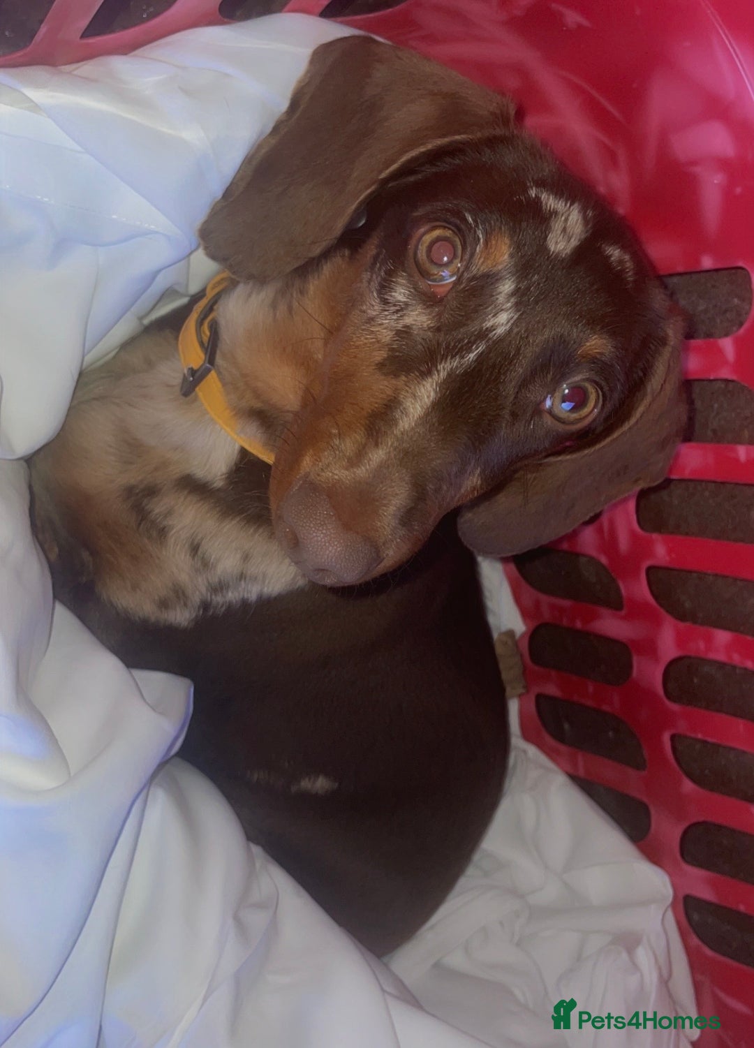 Dachshund dogs for sale: Dapple Boy Dachshund 🐶🐶 - Image 1
