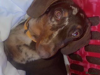 Dachshund dogs - Advert 2