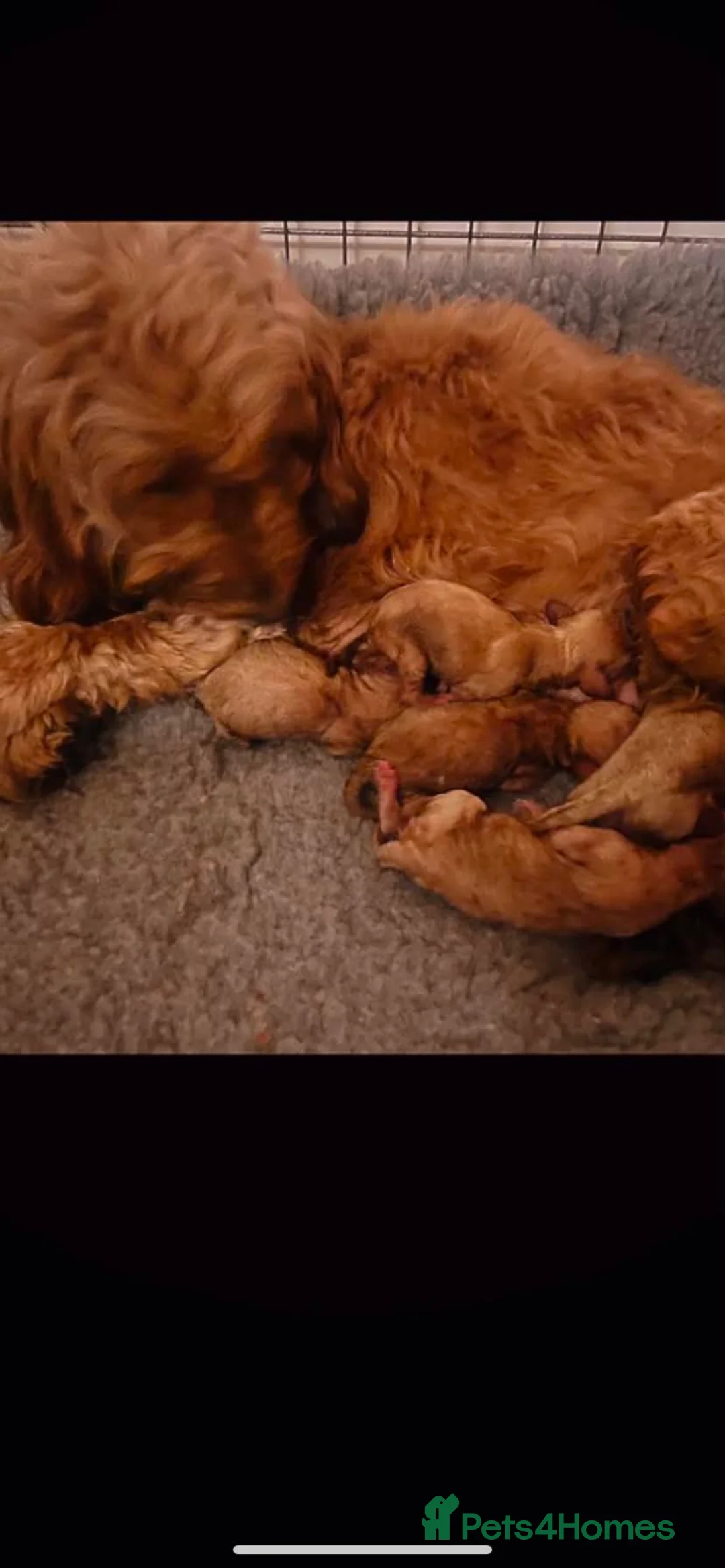Cockapoo dogs for sale: F1b Cockapoo - Advert 6