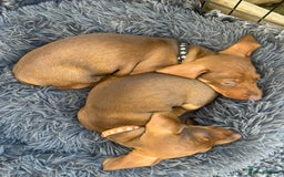 Miniature Dachshund dogs for sale: Super lovely little girl  - Image 16